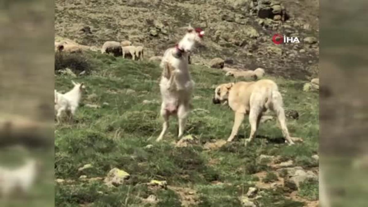 Çoban köpeği ile kafa tokuşturan keçi