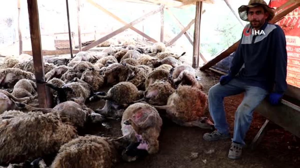 Ağıla giren kurtlar 103 koyunu telef etti, 43 koyunu yaraladı