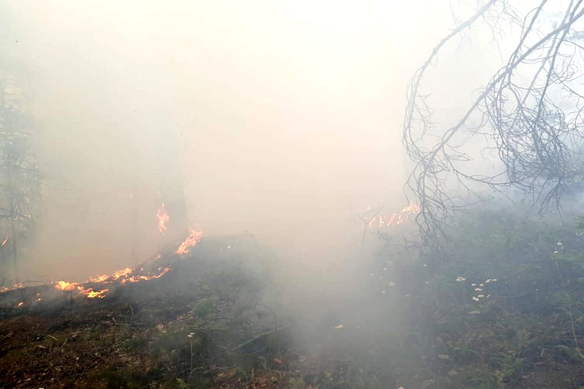 Son dakika haberi | Gümüşhane de orman içi örtü yangını korkuttu